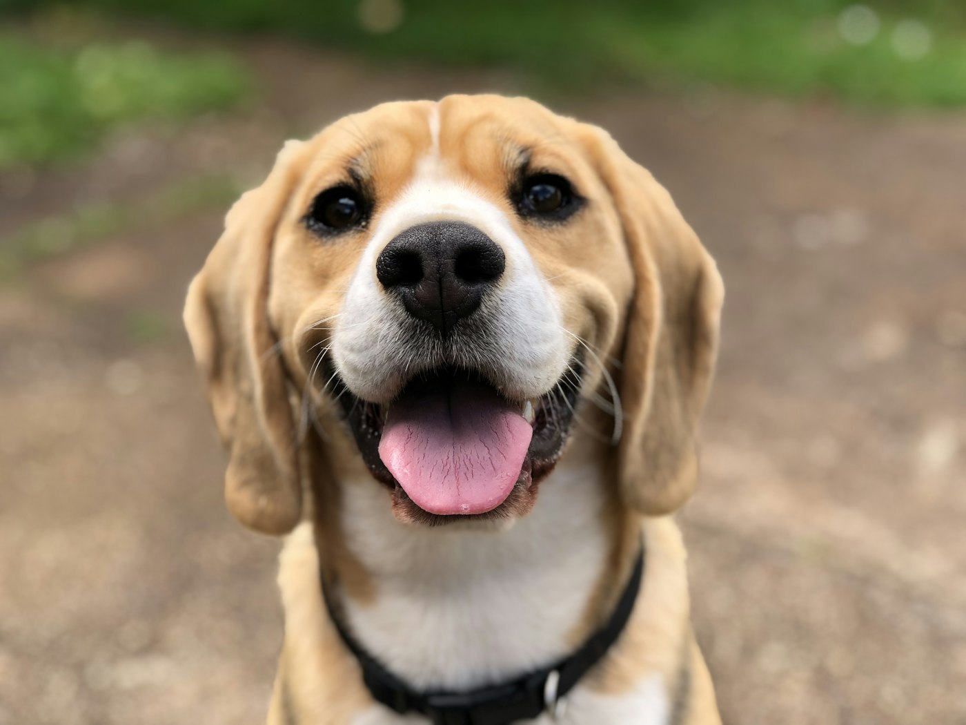 The Paws and Claws Rescue website